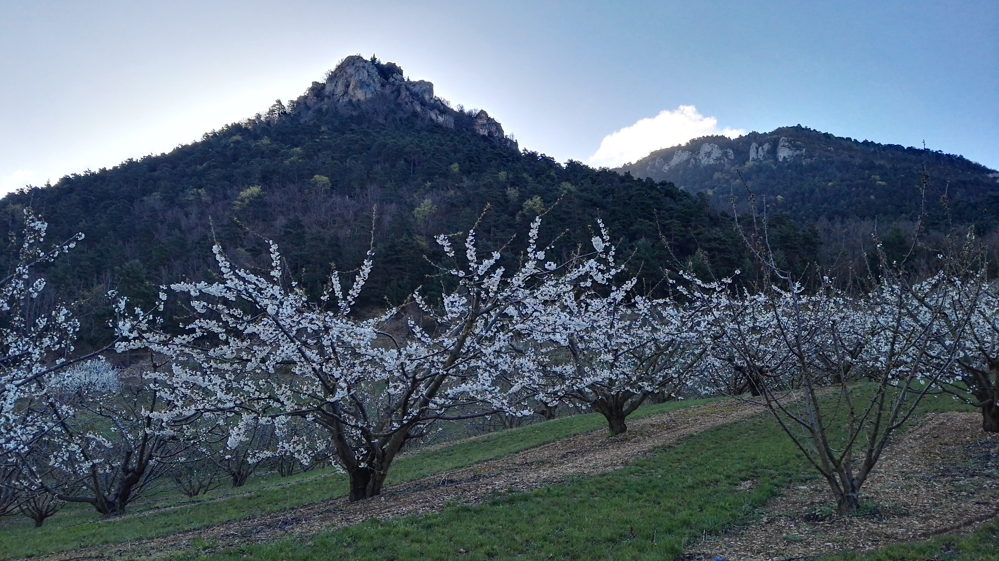 Randonnée au coeur des cerisiers