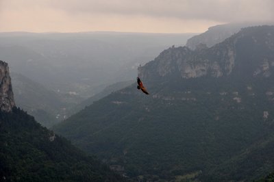 Survol des gorges