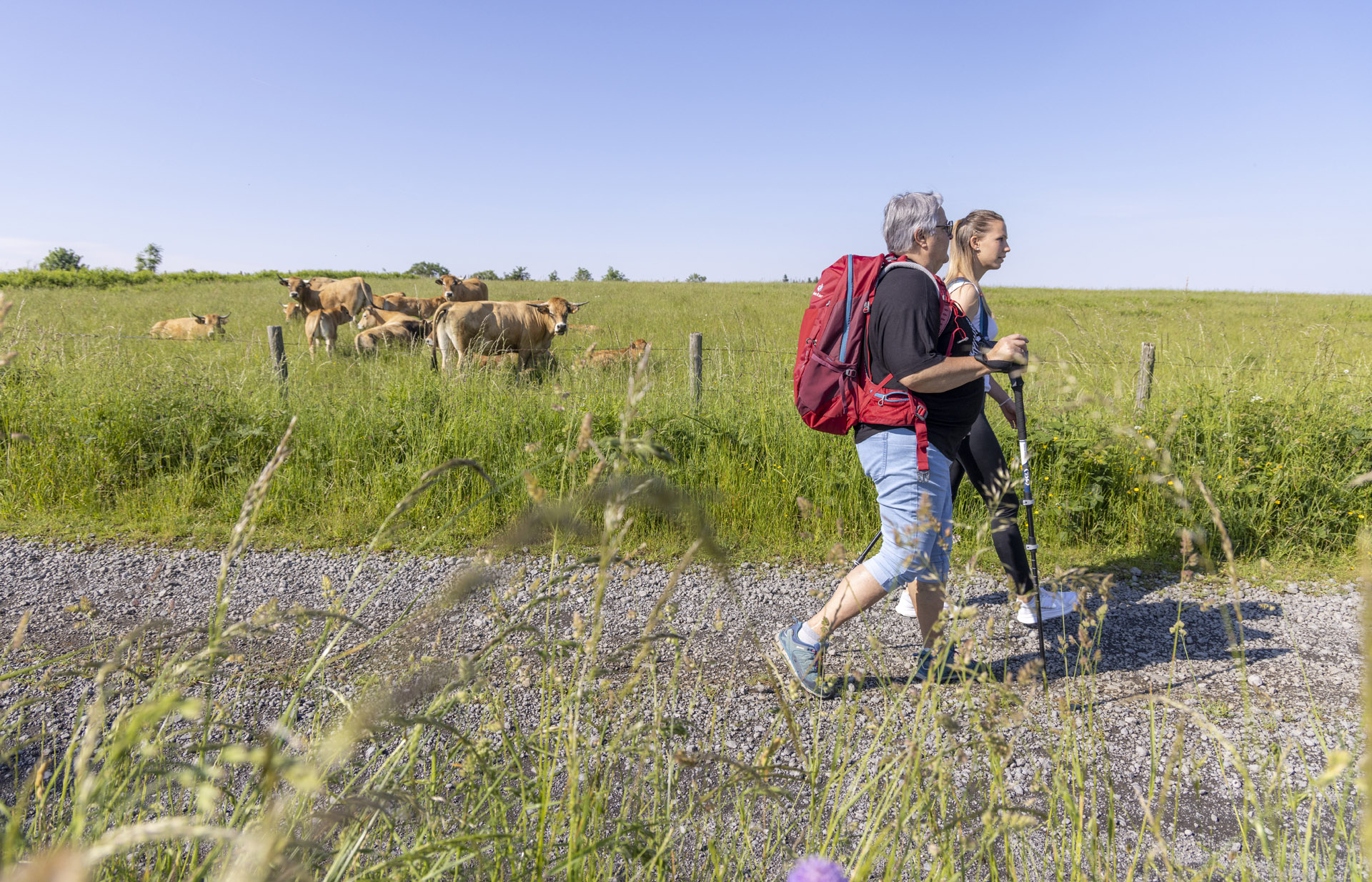 Croiser les belles Aubrac
