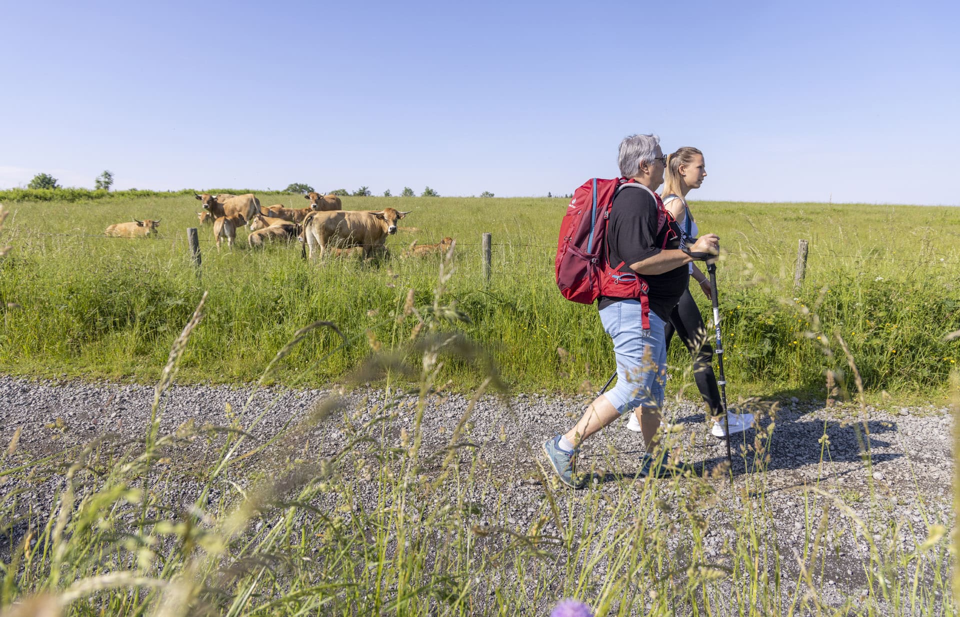 Croiser les belles aubrac