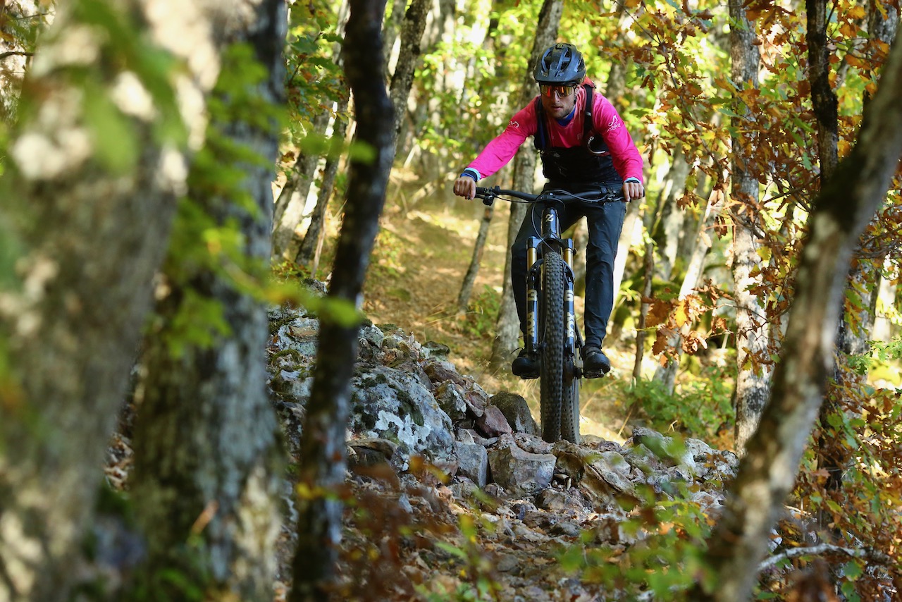 Dans la forêt automnale