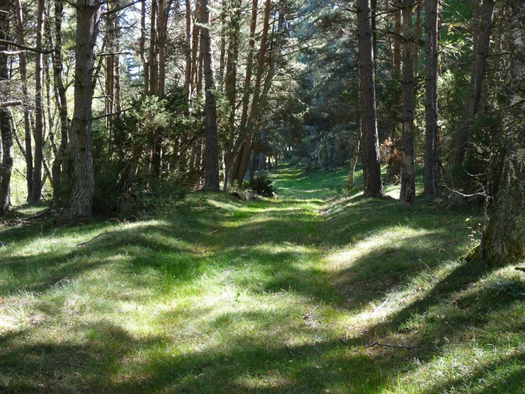 Un chemin forestiers très agréable