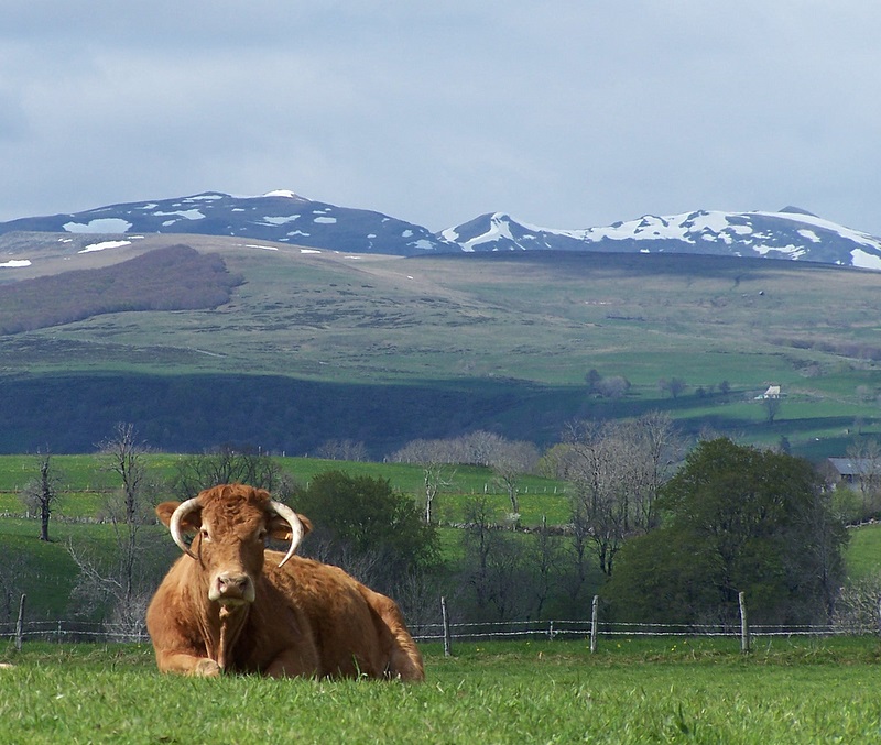 Vue sur le Plomb du Cantal depuis Thérondels