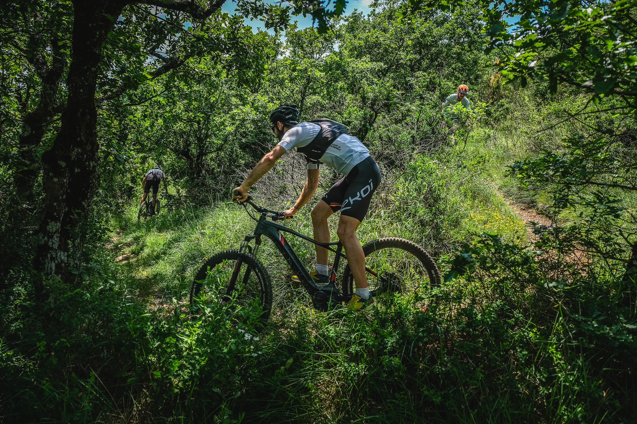 Forêt du Haut Dourdou