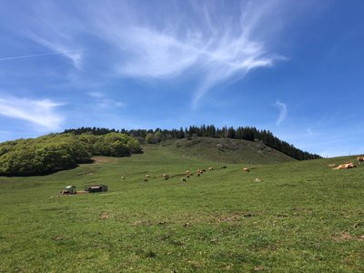 Paysage de l'Aubrac