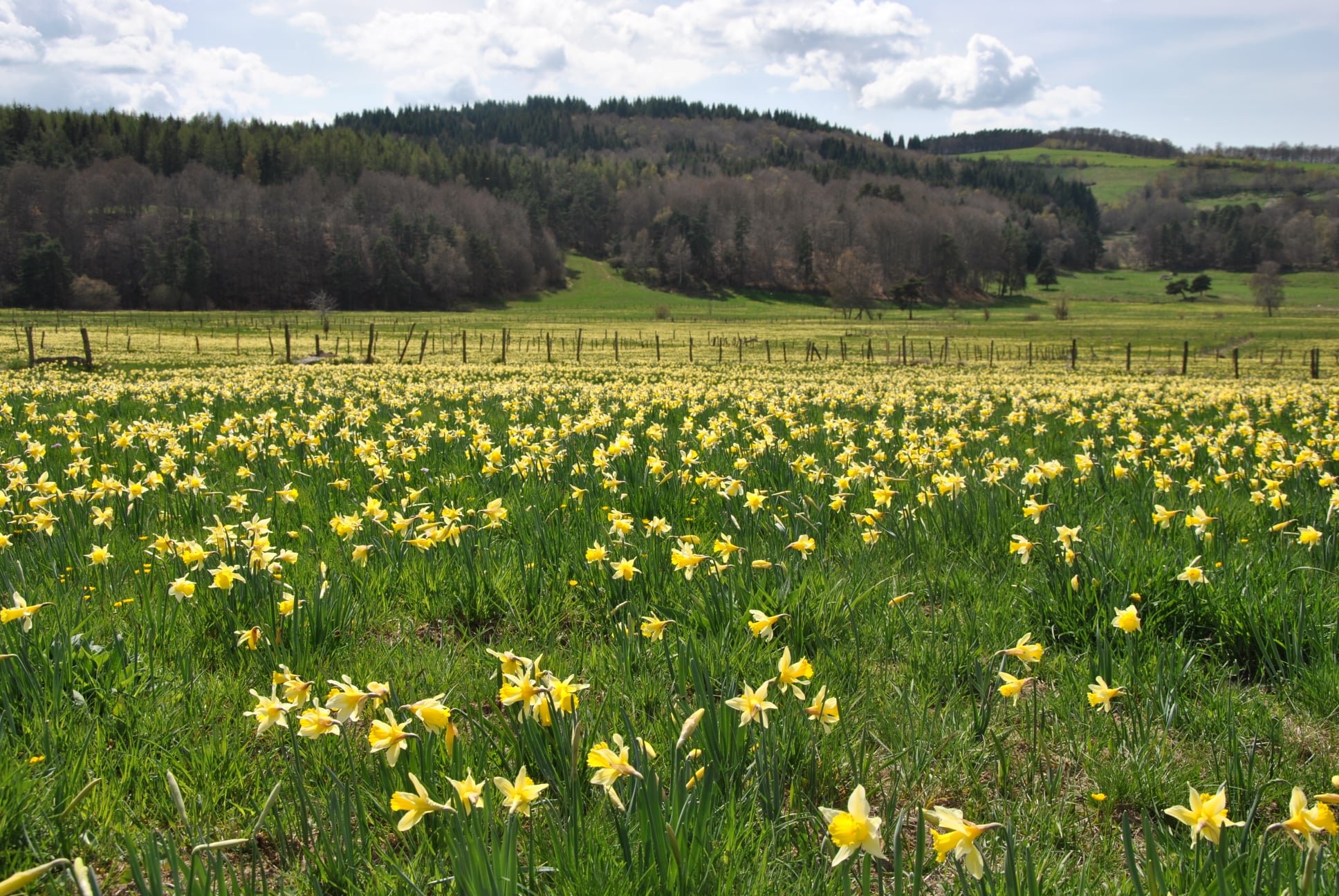 Champs de Jonquilles vers Bécus