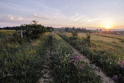 Sentier en Aubrac