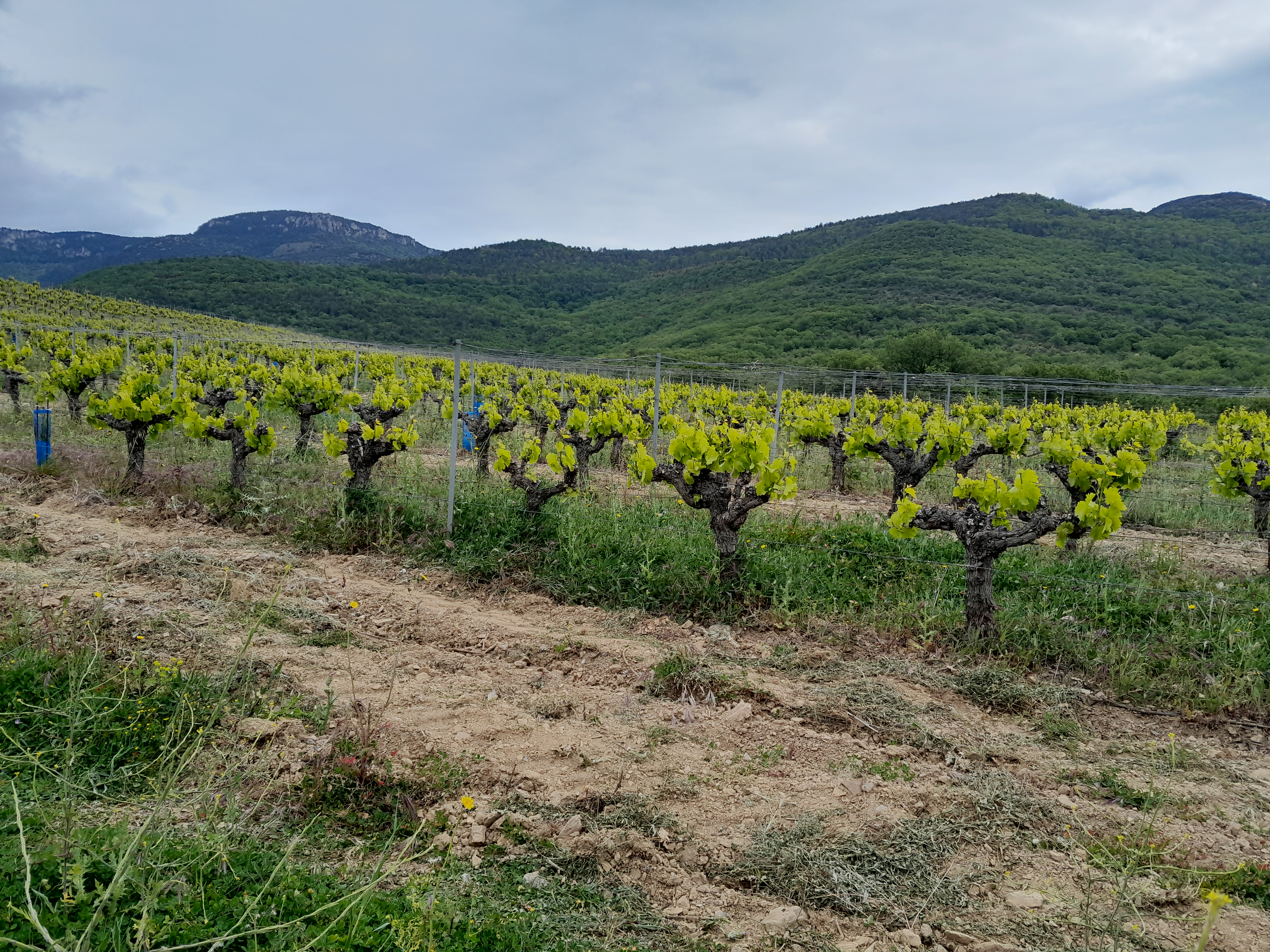Les vignes
