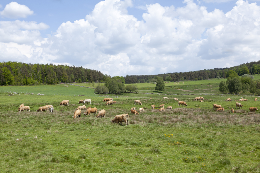 Une pâture avec de nombreuses vaches, pays d'élevage ® OT Pays de Saint-Flour