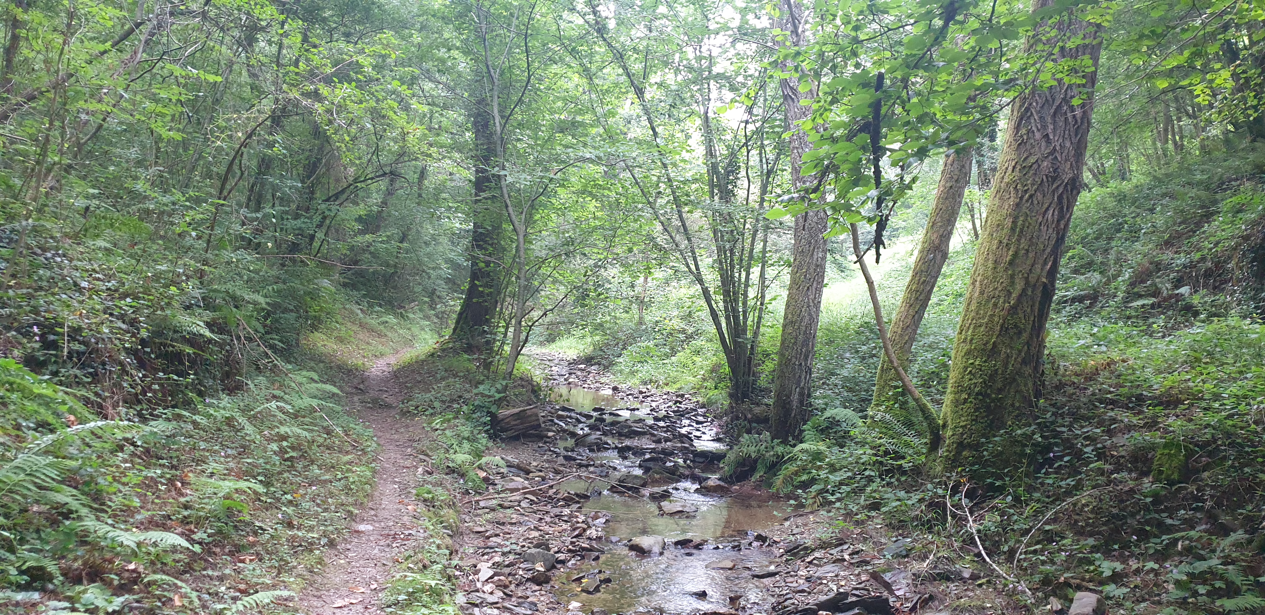 Sentier sous-bois ruisseau
