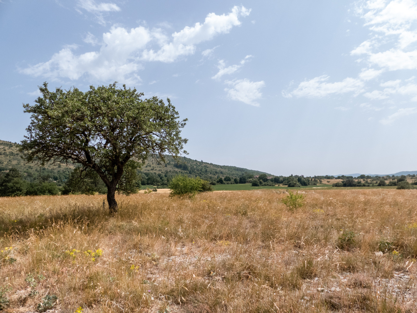chêne sur le causse