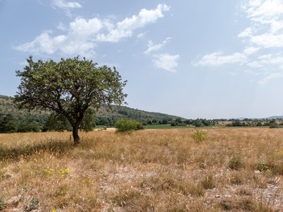 chêne sur le causse