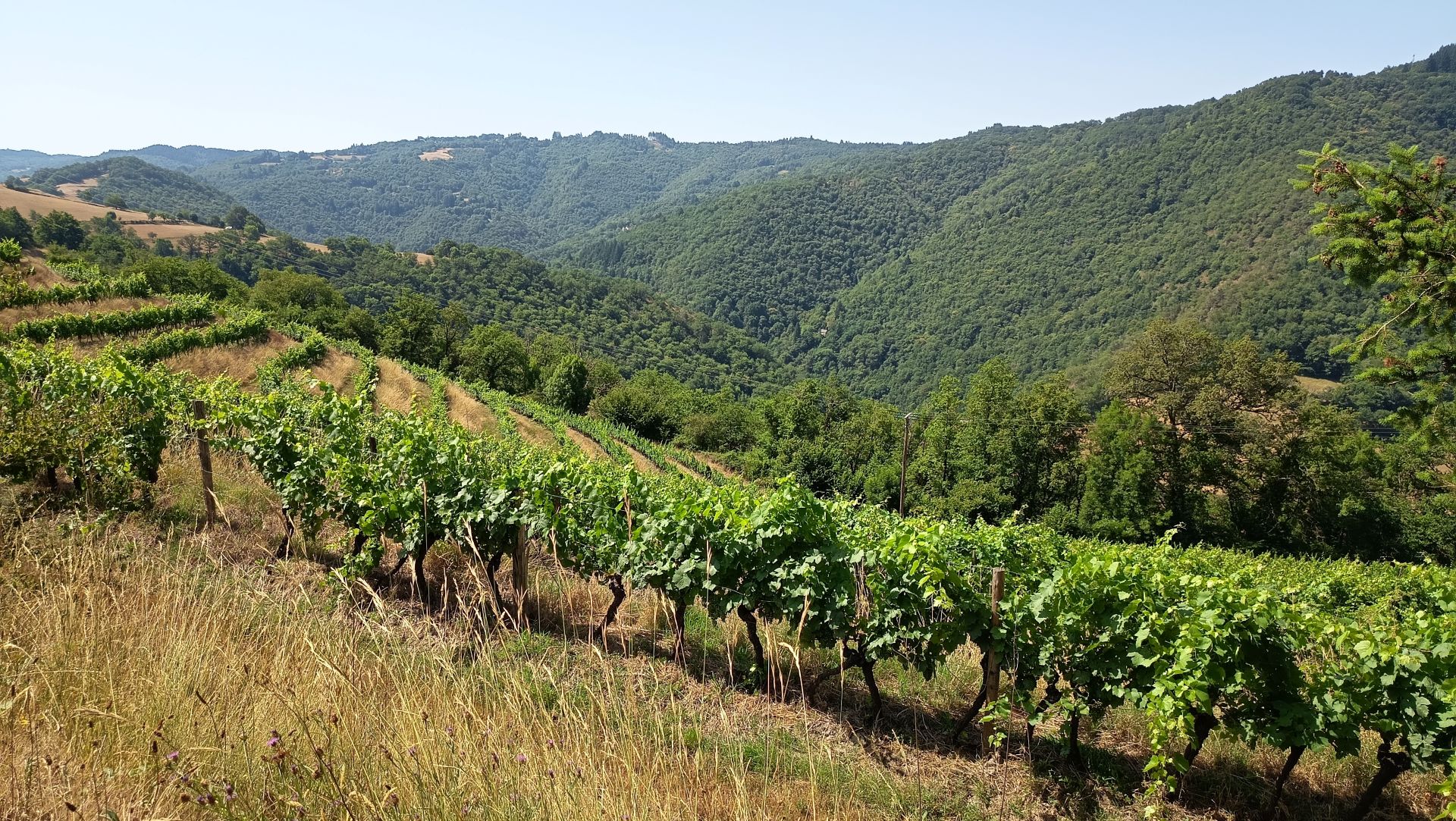 Des coteaux à la vallée du Lot