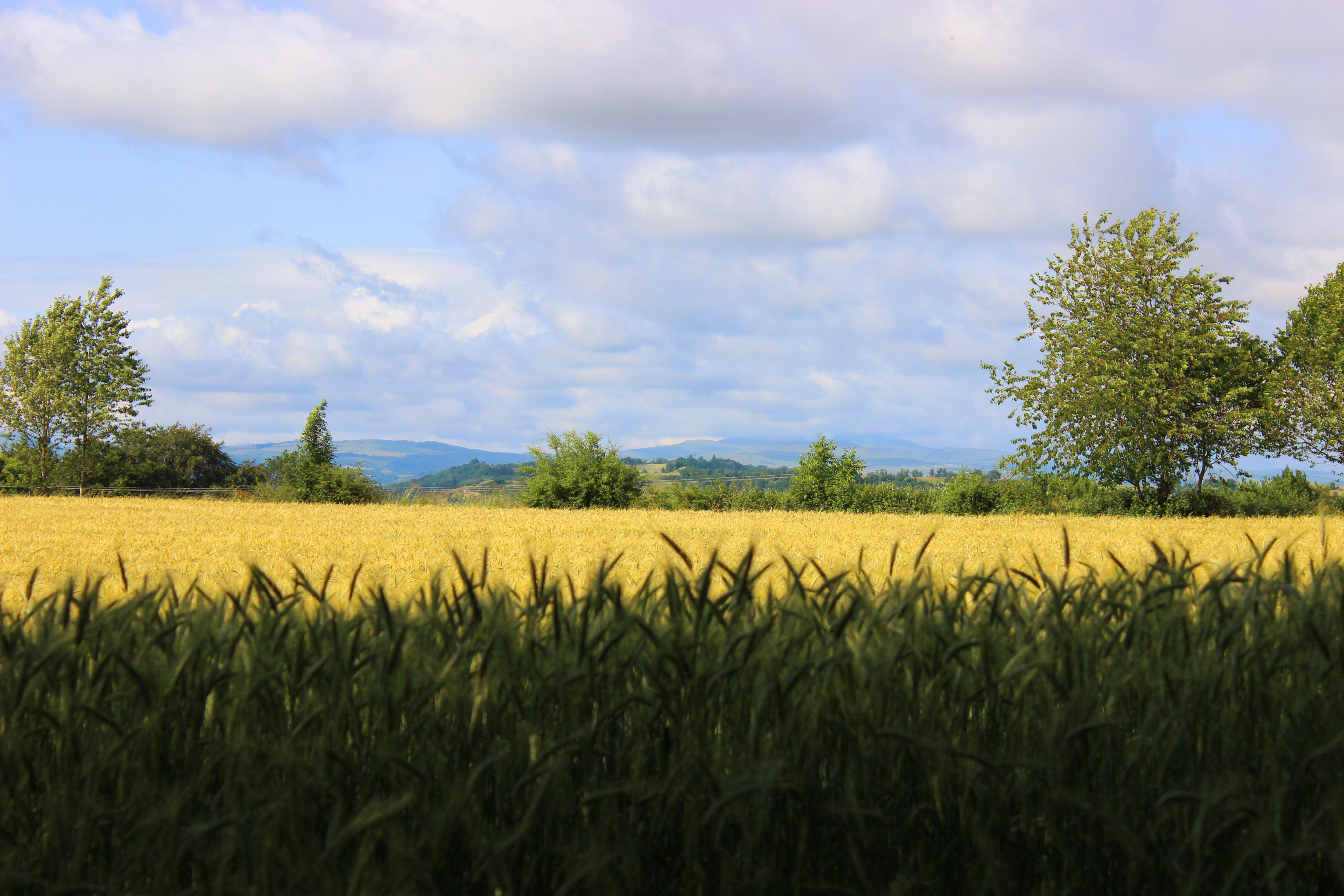 Champs sur fond de Plomb du cantal à Thérondels