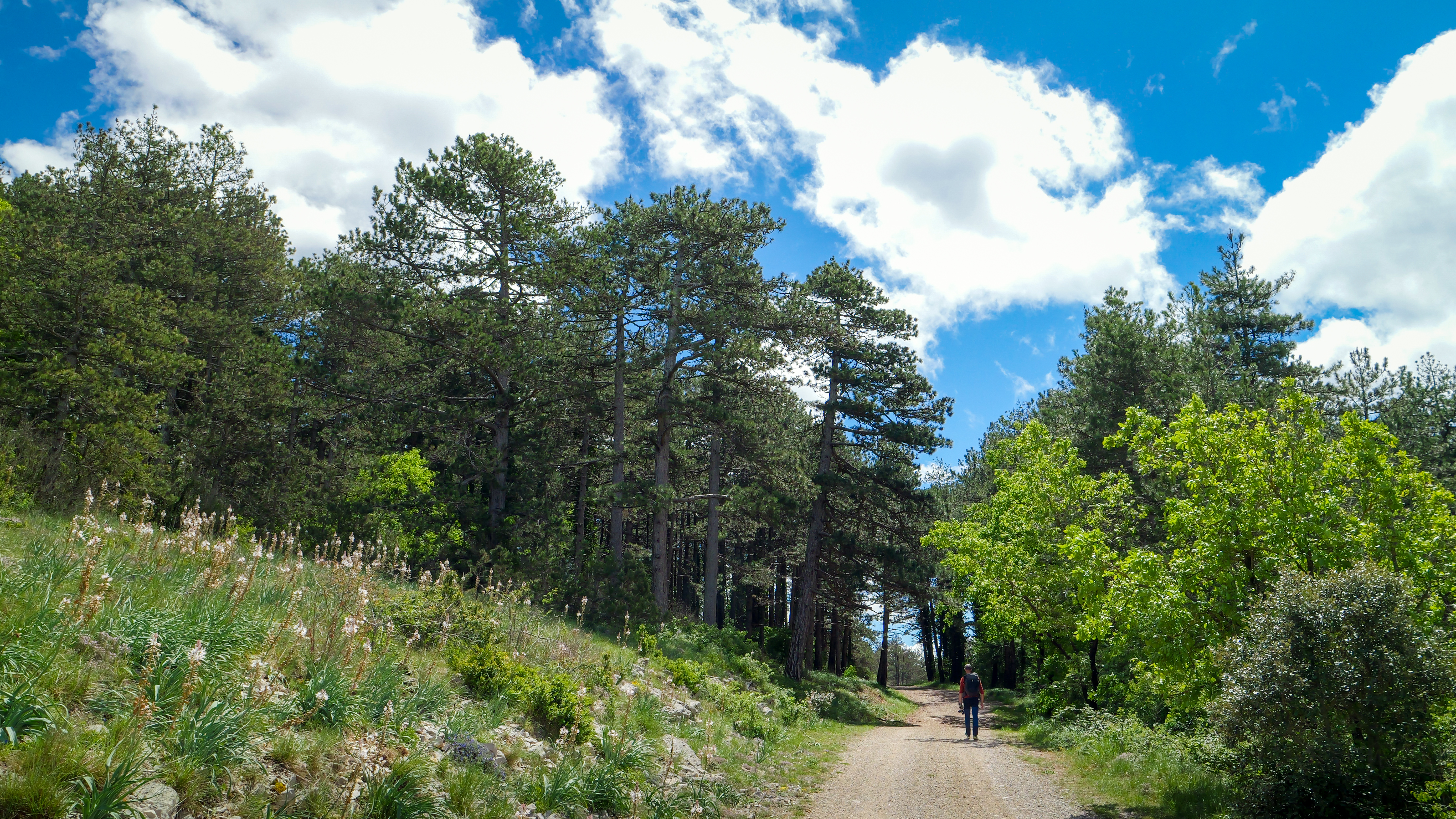Foret de Parlatges