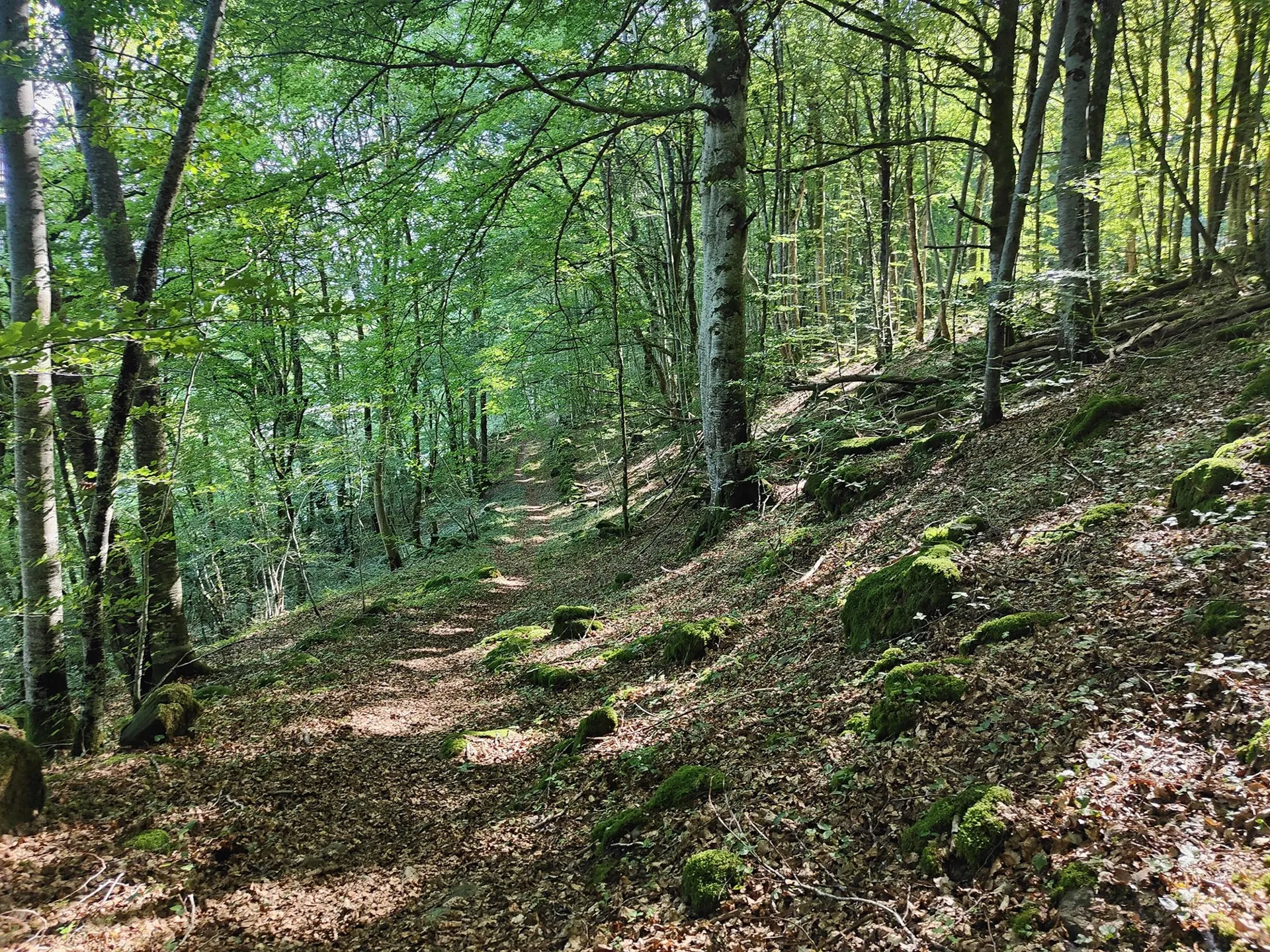Les chemins forestiers et ombragés
