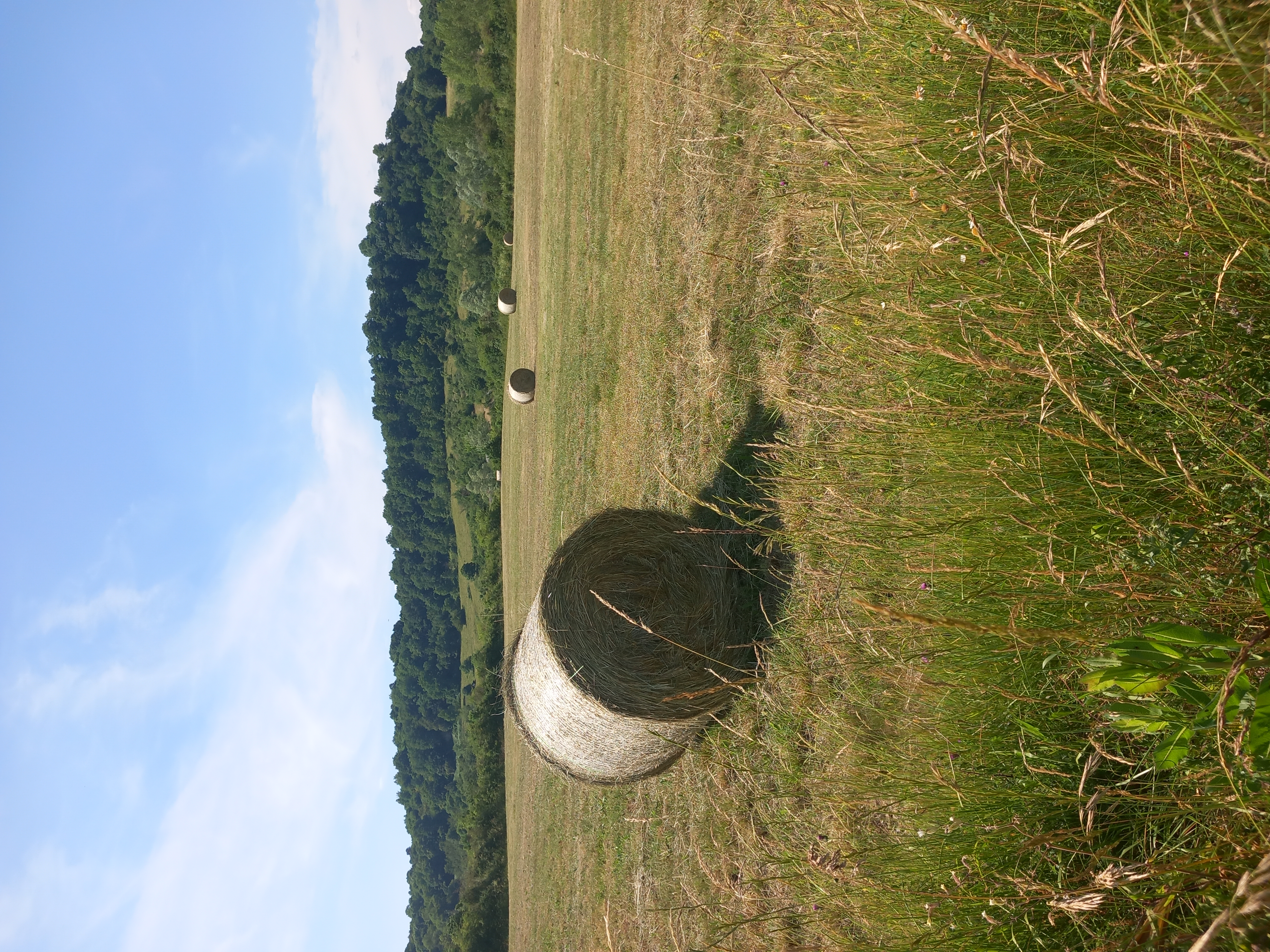 champs sur le causse