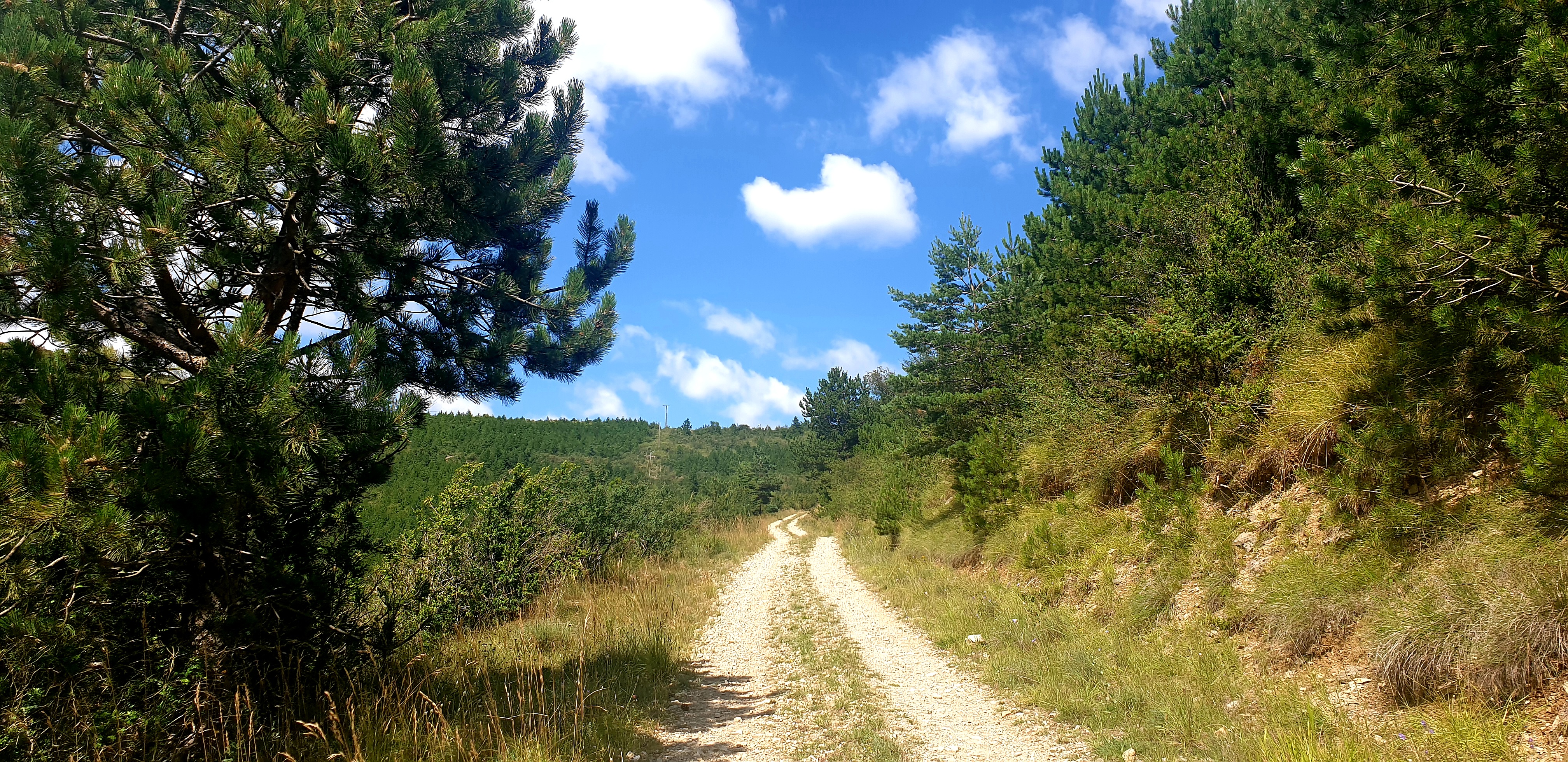 Piste forestière montée au plateau de Mascourbe