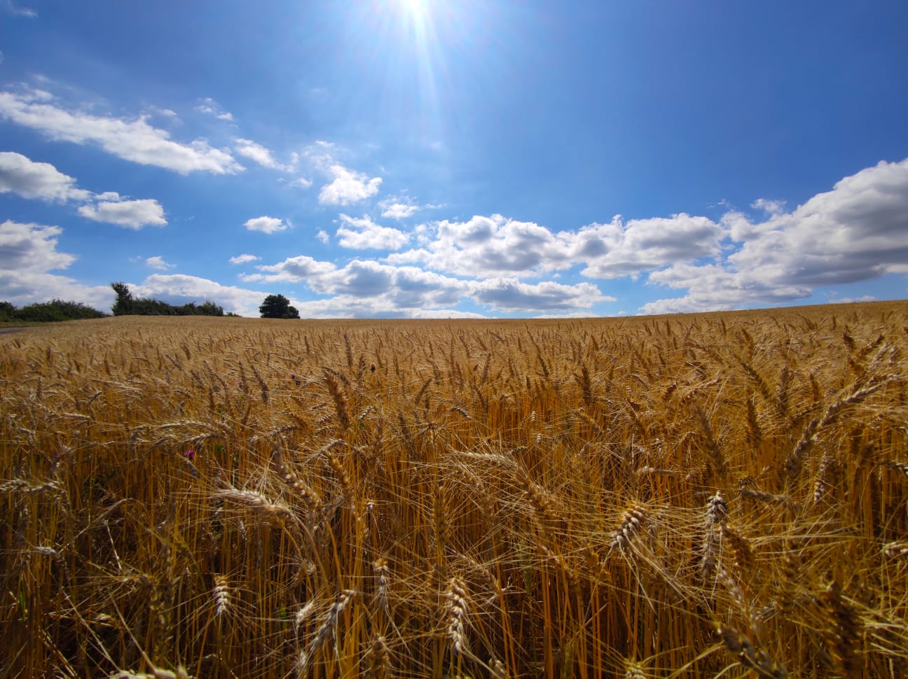 Champ de blé sur le plateau de Mascourbe